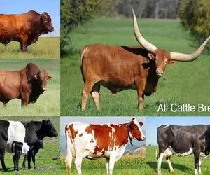 گاوهای باورنکردنی؛ کلیه نژادهای گاو که روی زمین وجود دارند با ظاهر متفاوت و عجیب