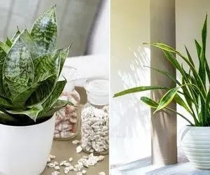 چرا برگ های سانسوریا بی حال و شل میشن؟ برگ شمشیریه خوشگلی که دیر به دیر مریض میشه