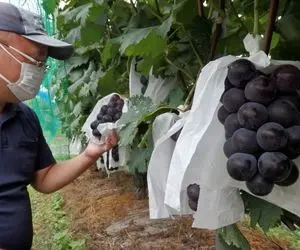 کشاورزی نوین؛ تو ژاپن با تکنولوژی مدرن انگور کاشتن هر دونش اندازه گردو درشت شده