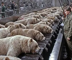 فرآوری خرس؛ خرس رو با تفنگ نفله میکنن میبرن کارخونه برای بهره برداری از اعضاش