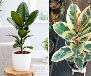 راهنمای نگهداری از گیاه فیکوس / با رعایت این نکات گیاهی شاداب و زیبا داشته باشید