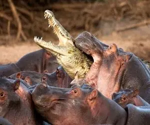 مستند حیات وحش؛ اسب آبی پوزه ی کروکودیل رو تو دهنش قلفتی منگنه کرد