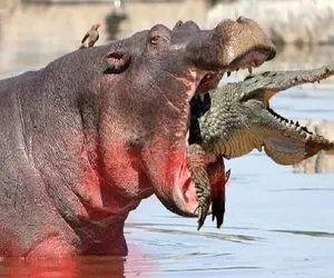 مستند حیات وحش؛ اسب آبی دهن گشاد تمساح از دم بلعید