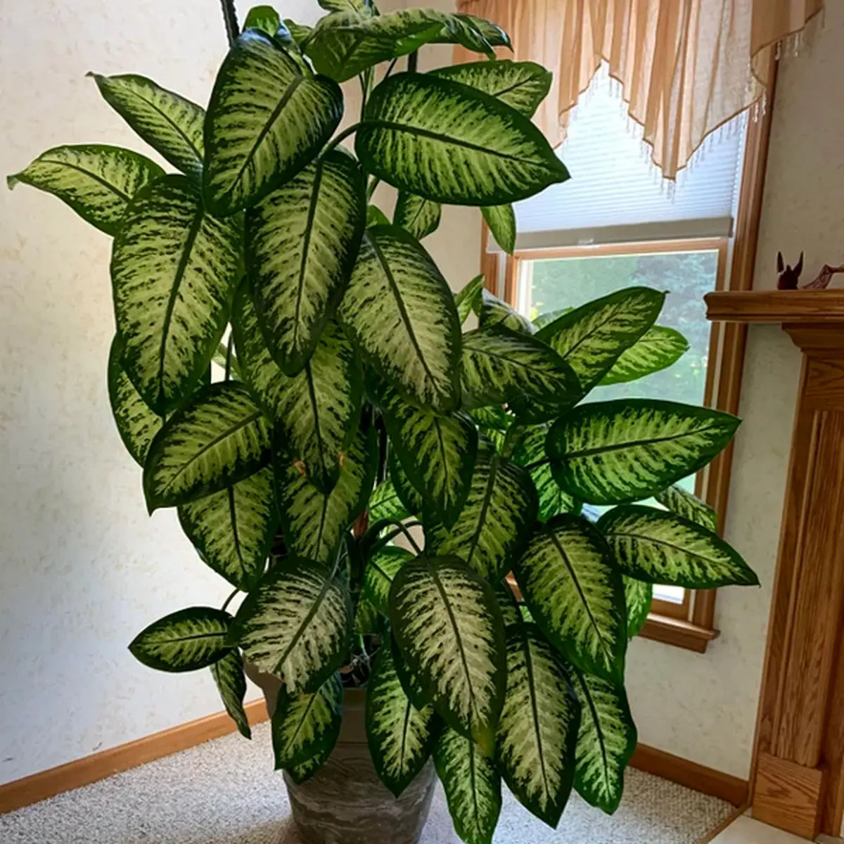 dieffenbachia