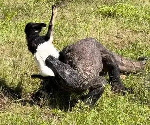 از جذابیت های حیات وحش؛ اژدهای کومودو خدا بهش نظر کرد و همزمان دوتا بز رو داره میخوره