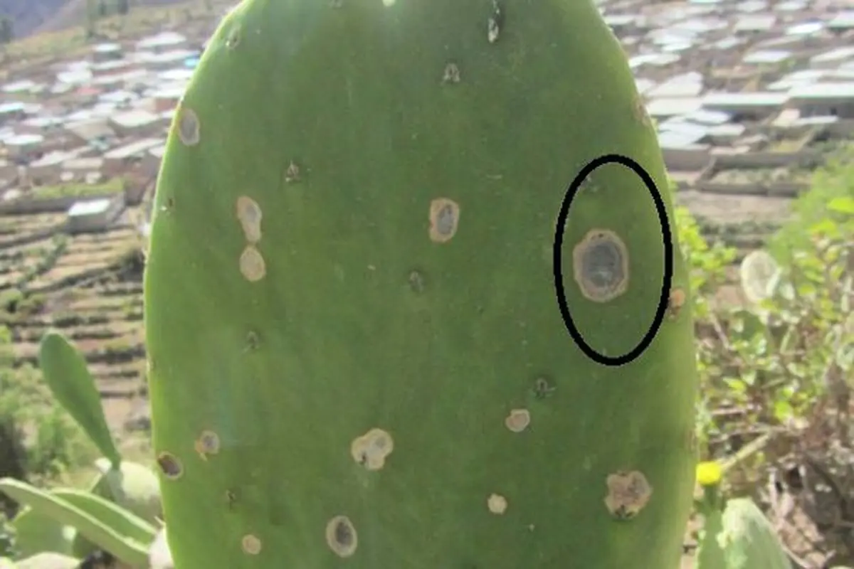 لکه-روی-ساقه-از-بیماری-های-کاکتوس