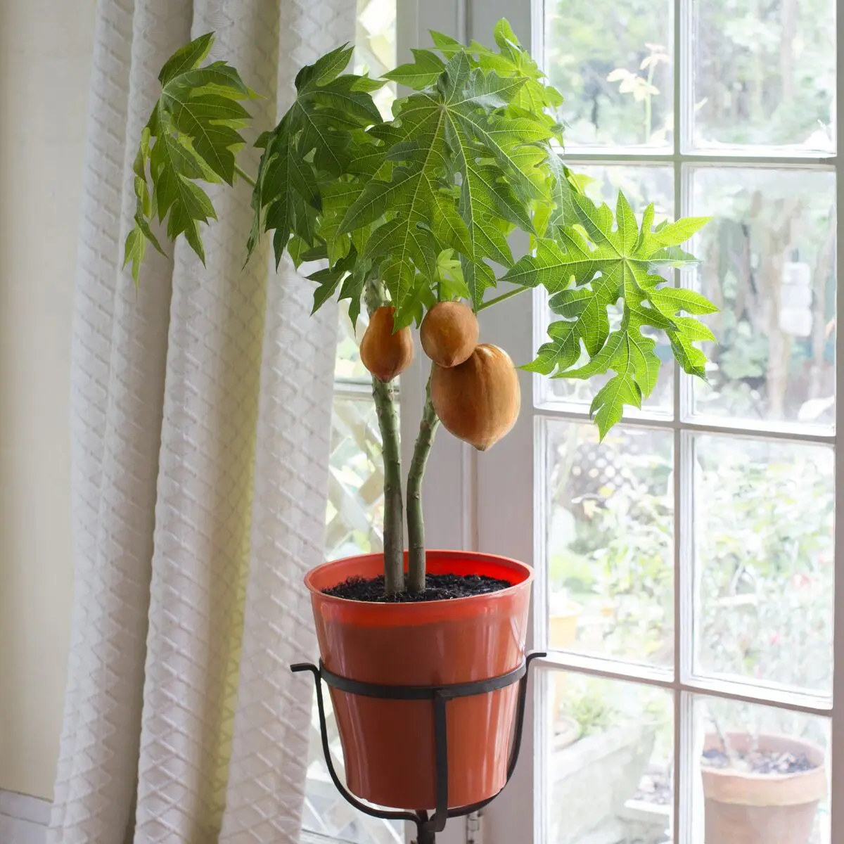 Papaya-Patio-Lifestyle-Inside-