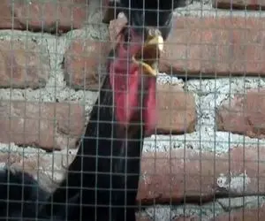 آواز عجیب؛ تا حالا خوندن خروس دیده بودین؟ آدم یاد فیلم آهنگ پس زمینه کانجورینگ میفته