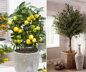 با این درخت های زینتی که هیشکی عینشو ندیده خونتو خاص کن و مِلّتو انگشت به دهن بذار!