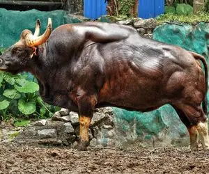 گاوهای باورنکردنی؛ لقاح مصنوعی که گاوهایی با ظاهر متفاوت و ارزش بیشتر ساخت