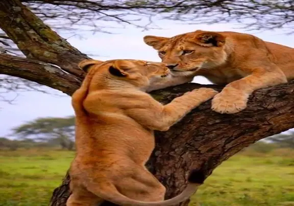 جنگ قدرت شیرها بر سر بالای درخت / وقتی پادشاه فهمید آن بالا هم خبری نیست