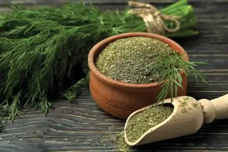 ترفندهای خانگی؛ همه نکات خشک کردن شوید با حفظ عطر و طعم