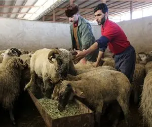 (جدول) قیمت دام زنده امروز ۱۵ اردیبهشت ۱۴۰۴/ نوسان بازار افزایش یافت