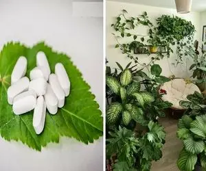 برا رشد گل چی خوبه؟/ معتادش کن به قرص ال دی یه ماه دیگه نمیتونی بشناسیش انقد بزرگ شده