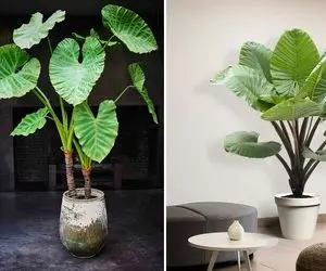 راهنمای نگهداری از گیاه بابا آدم / نکات مهم برای شادابی و رشد گیاه گوش فیلی