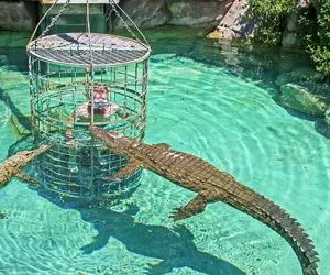 مستند حیات وحش؛ آقاهه با قفس رفته تو استخر و کروکودیل ها مترصد یک لحظه غفلتن