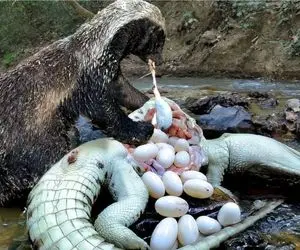 مستند حیات وحش؛ گورکن اول تخم تمساح رو میخوره بعد خودشو