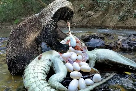 مستند حیات وحش؛ گورکن اول تخم تمساح رو میخوره بعد خودشو