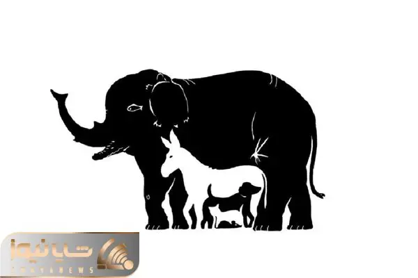 How many animals can you see?