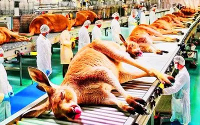 فرآوری کانگورو؛ حقیقت تکان دهنده پشت تولید گوشت کانگورو در کارخانه استرالیا