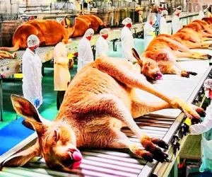 فرآوری کانگورو؛ حقیقت تکان دهنده پشت تولید گوشت کانگورو در کارخانه استرالیا