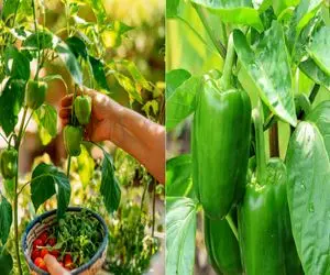 چطور توی خانه فلفل دلمه‌ ای بکاریم؟ / راهنمای کامل و صفر تا صدی برای مبتدی ها