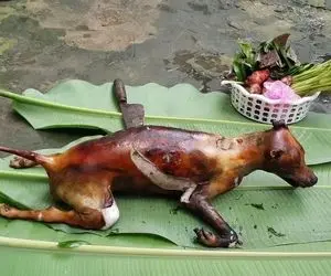 سگ شکم پر؛ پیر نه خیلی مهربان واسه ولیمه سگ بریون کرد و شکم پر گذاشت وسط سفره