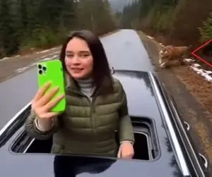 معماری طبیعت؛ دختره از سانروف دراومده سلفی میگیره که ببر میرسه و الفاتحه