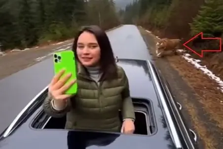 معماری طبیعت؛ دختره از سانروف دراومده سلفی میگیره که ببر میرسه و الفاتحه