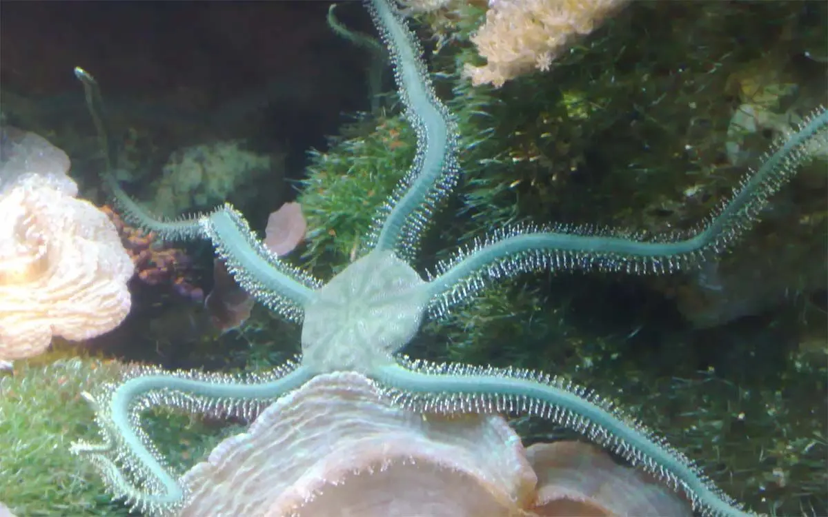 __opt__aboutcom__coeus__resources__content_migration__mnn__images__2019__08__Greenbrittlestar-f98f6b675a9941dca7a908fb63b75e64