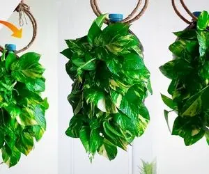 ایده های خلاقانه؛ بیخود واسه گلدون گرون پول نده تو بطری پلاستیکی پتوس بکار محشر میشه