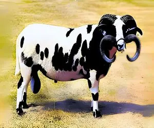 گوسفندهای باورنکردنی؛ نژاد گوسفند و گاو ترکیب کردن خوش رنگ و لعاب شاخش چرخیده تو فکش 