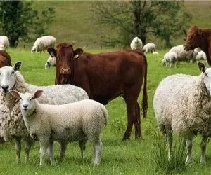قیمت دام زنده امروز 20 اردیبهشت ۱۴۰۵ + جدول