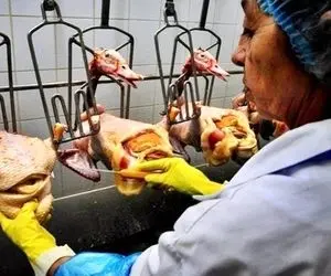 اقدام تکان دهنده یک مزرعه پرورش غاز گوشتی در مبتلا کردن غاز ها به بیماری کبد چرب