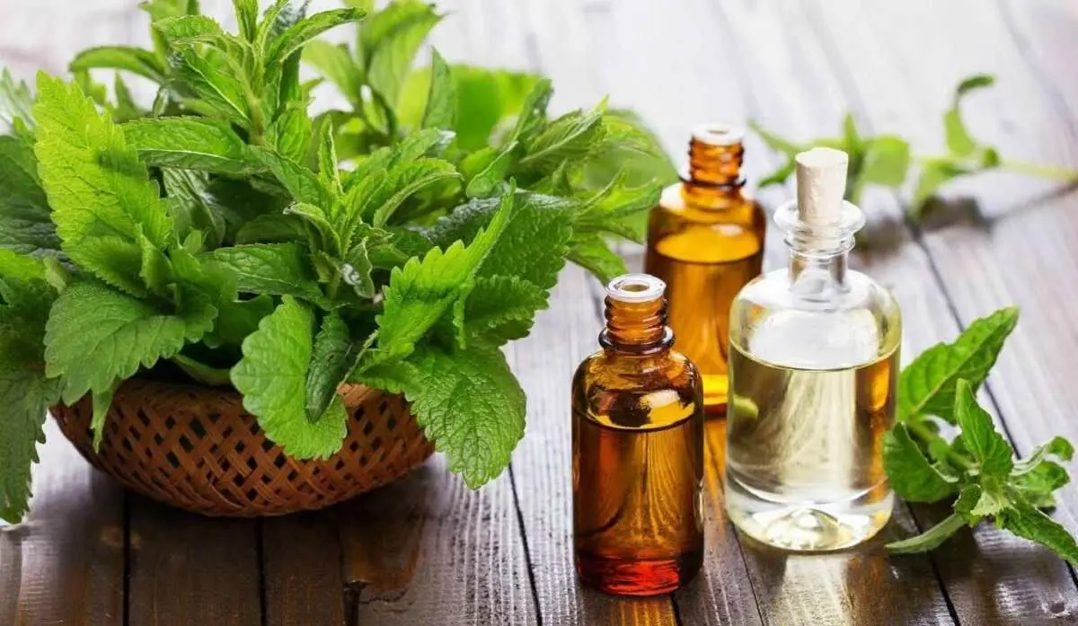 peppermint-oil-feature-grooming-1170x680-min-compressed