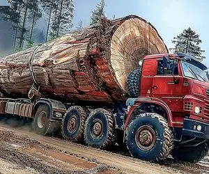 جابه‌جایی‌های جانکاه؛ درخت تبریزی 330 تنی رو با هیجده چرخ میبرن واسه تخت خواب شدن