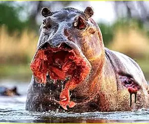 از جذابیت‌های حیات وحش؛ شیر کفتارصفت تا دید اسب آبی لنگ میزنه به سیخش کشید