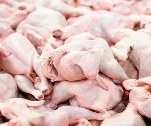 کشف یک تن مرغ خارج از شبکه توزیع در شهر جدید هشتگرد