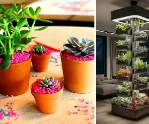 گیاه آپارتمانی مناسب هر سبک دکوراسیون؛ انتخاب جهت رسیدن به زیبایی منحصر به فرد خانه