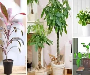 گیاهان آپارتمانی برا جذب ثروت/ با اینا ببین چطور پول از در بره بیرون از پنجره میاد تو