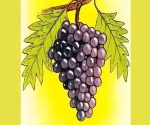 بازی فکری؛  نابغه درونتو را آزاد کرده و اشتباه خوشه انگور را تو ۵ ثانیه پیدا کن