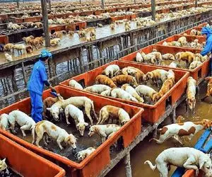 کباب سگ؛ از قفا گردن سگ نازنازی و تو سلاخخونه زد بریونی کرد اسلایسی کرد فروخت