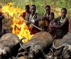 جنگجویان طبیعت؛ بربرها برهنه با نیزه بوفالو وحشی شکار کردن گوشتشو نپخته خوردن