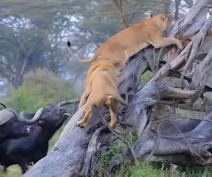 مستند حیات وحش؛ گله بوفالوها ماه عسل این شیرها را خراب کرد