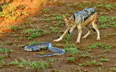 از جذابیت های حیات وحش؛ پیتونی که برای شغال‌های گرسنه زیادی قوی بود