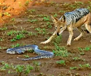 از جذابیت های حیات وحش؛ پیتونی که برای شغال‌های گرسنه زیادی قوی بود