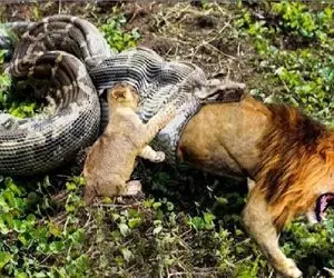 مستند حیات وحش؛ شیر برای نجات توله اش از چنگال پیتون حلق آویز شد