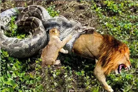 مستند حیات وحش؛ شیر برای نجات توله اش از چنگال پیتون حلق آویز شد
