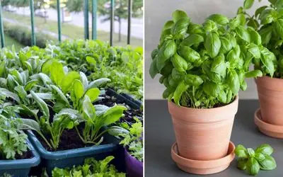 کاشت انواع سبزی در گلدان / تو فقط گلدون میخوای تا هرچی دلت خواست بکاری بکَنی بخوری