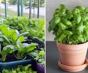 کاشت انواع سبزی در گلدان / تو فقط گلدون میخوای تا هرچی دلت خواست بکاری بکَنی بخوری